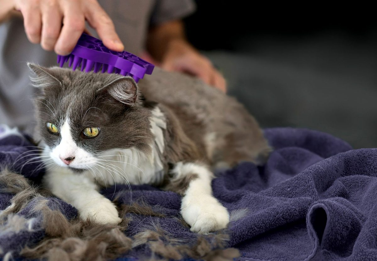 Why You Should Groom Your Cat: 6 Reasons