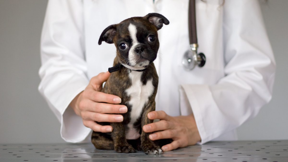 Seven Methods to Maintain Your Pet’s Healthy Immune System