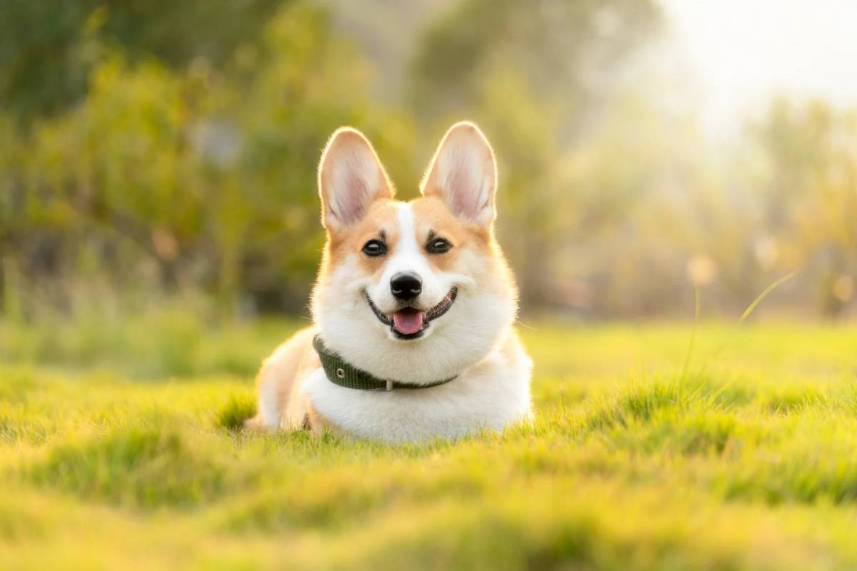 Explore CBD Oil as a Natural Remedy for Dog Anxiety