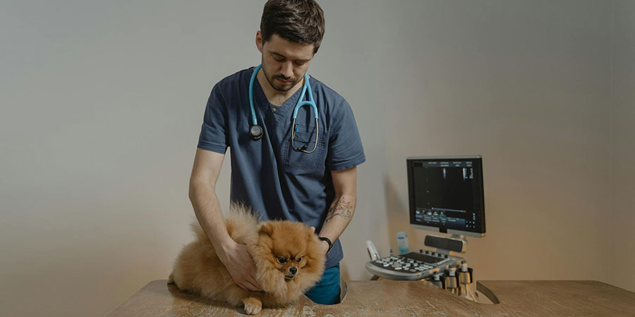 A veterinarian man with stethoscope hanging around his neck while checking and holding a Pomeranian dog on top of a table